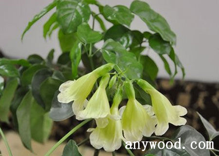 批木网 anywood.com