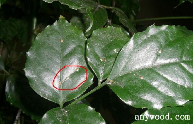 批木网 anywood.com