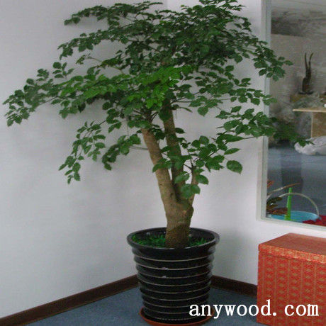 批木网 anywood.com