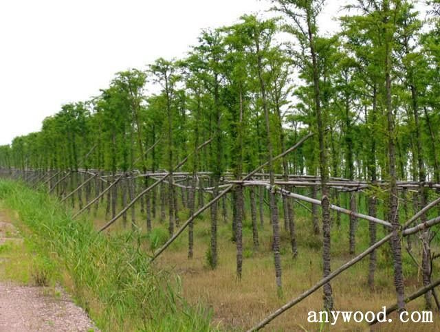 批木网 anywood.com