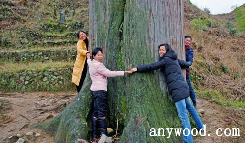 批木网 anywood.com