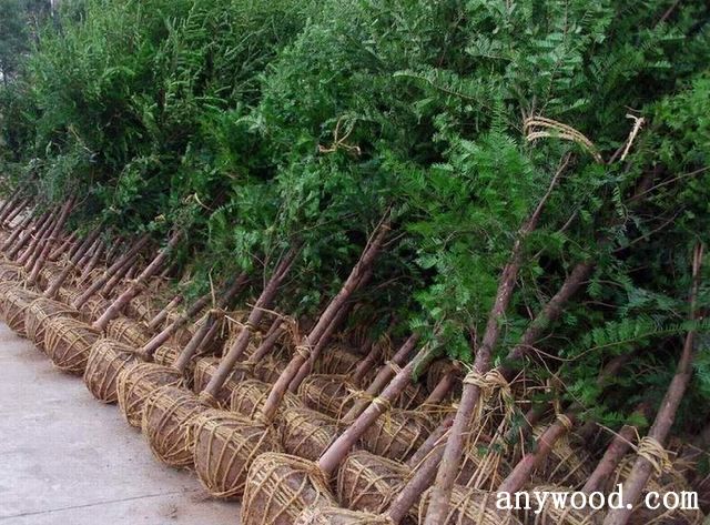 批木网 anywood.com