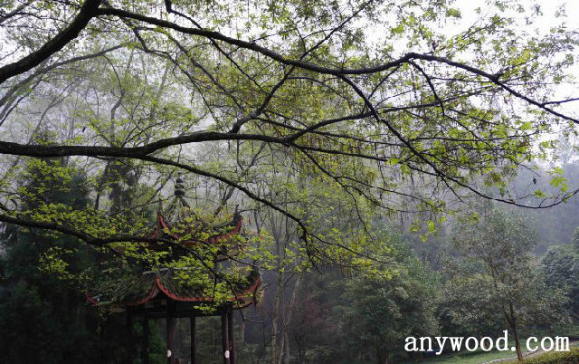 批木网 anywood.com