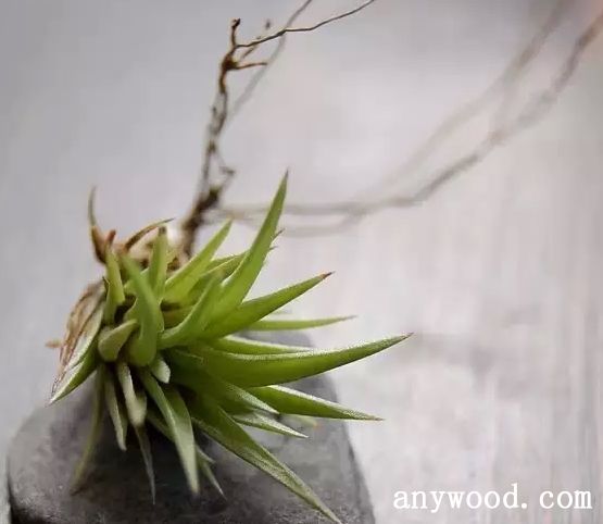 批木网 anywood.com