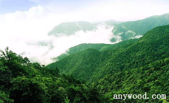 批木网 anywood.com