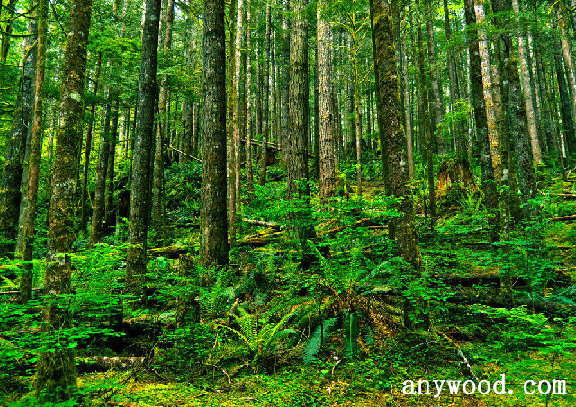 批木网 anywood.com