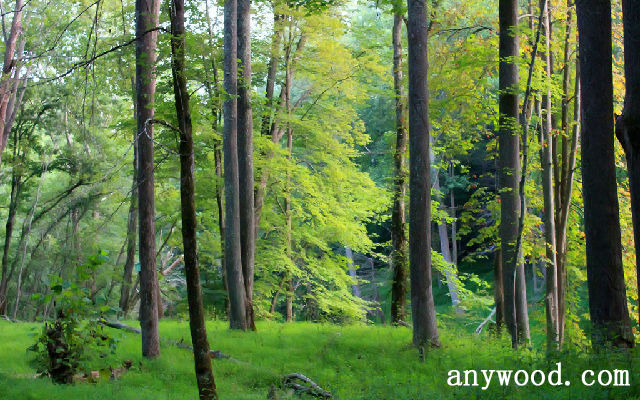 批木网 anywood.com