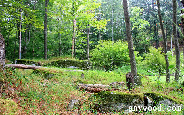 批木网 anywood.com