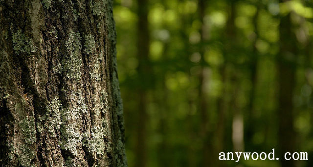 批木网 anywood.com