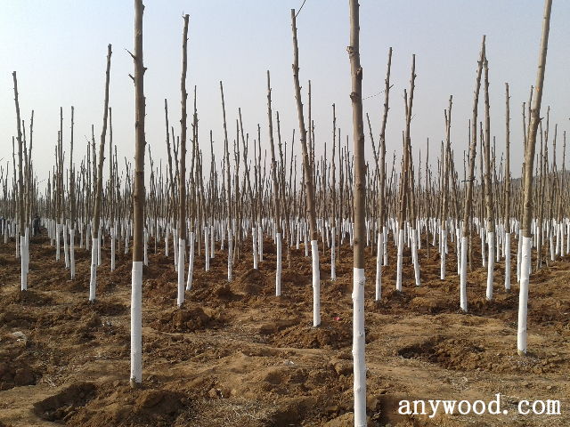 批木网 anywood.com