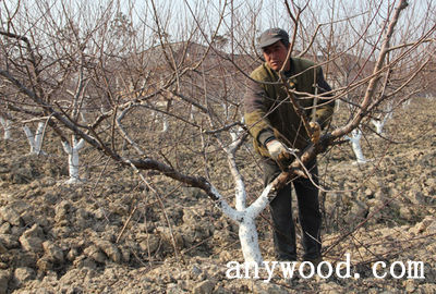 批木网 anywood.com