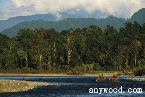 批木网 anywood.com