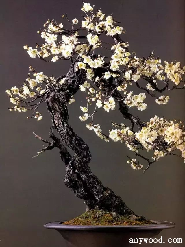 批木网 anywood.com