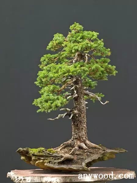 批木网 anywood.com