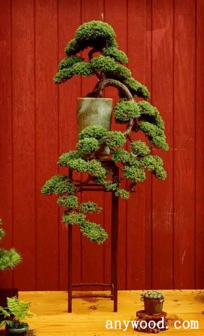 批木网 anywood.com