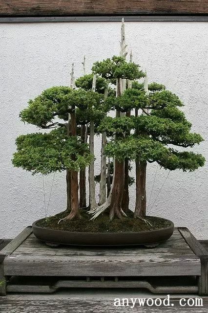 批木网 anywood.com