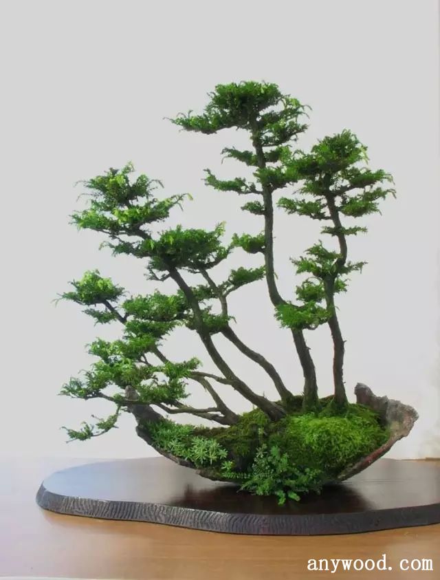 批木网 anywood.com