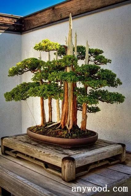批木网 anywood.com