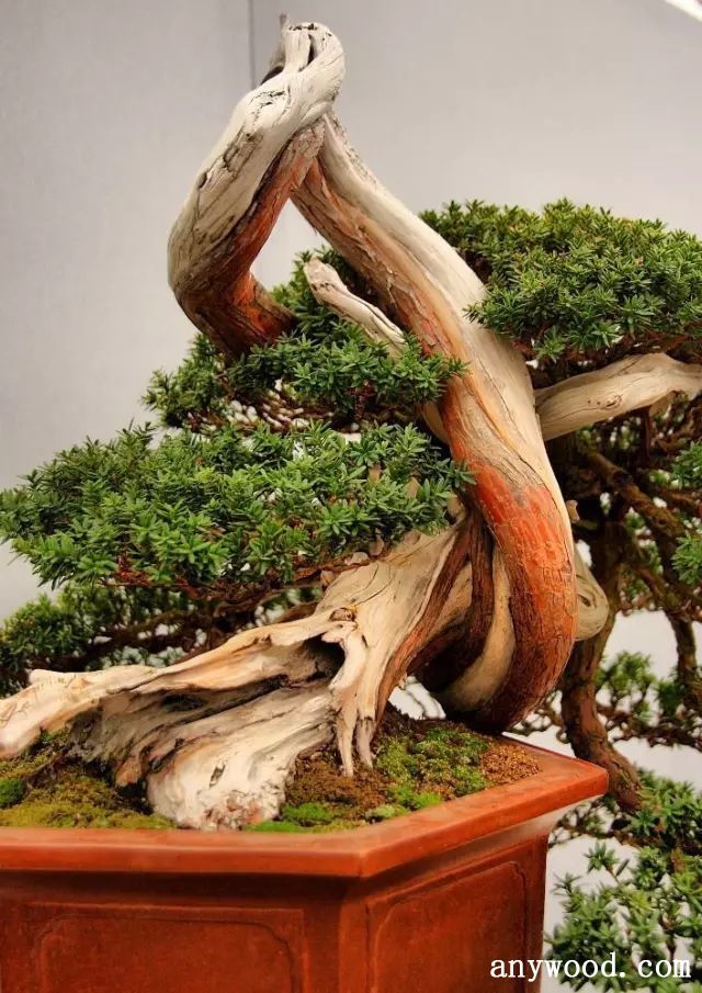 批木网 anywood.com