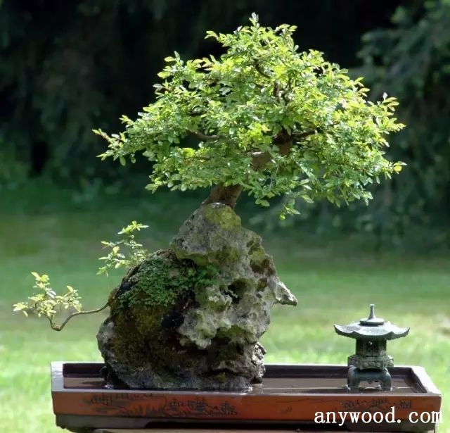 批木网 anywood.com