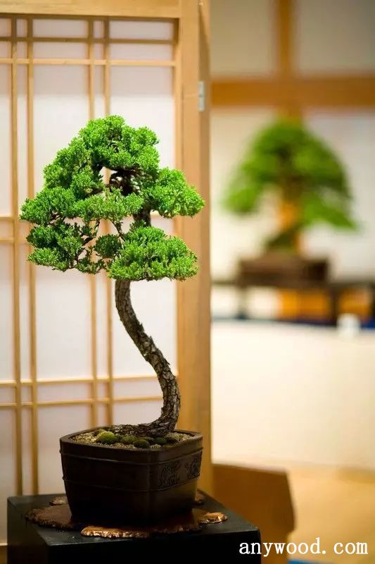 批木网 anywood.com