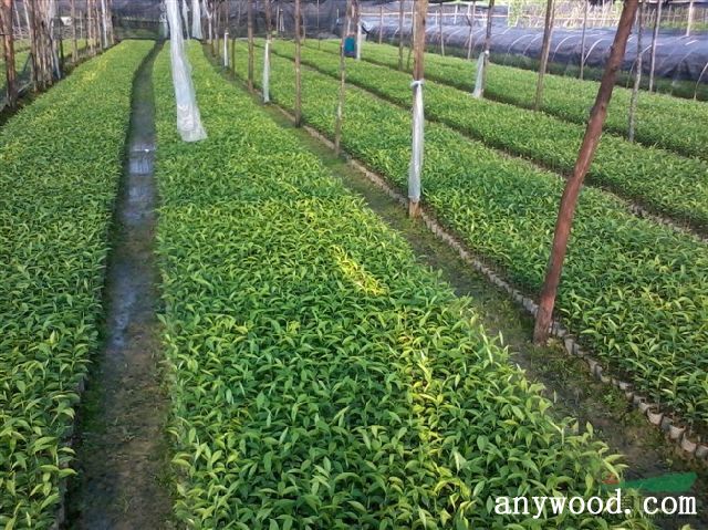 批木网 anywood.com