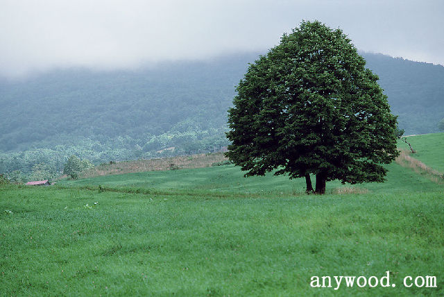 批木网 anywood.com