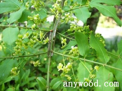 批木网 anywood.com