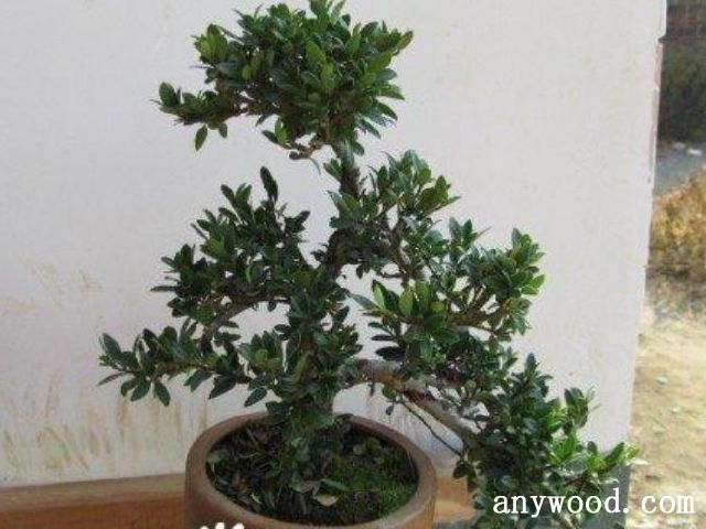 批木网 anywood.com