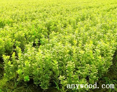 批木网 anywood.com