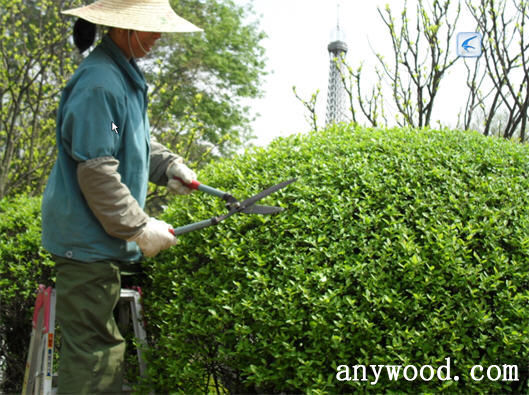 批木网 anywood.com