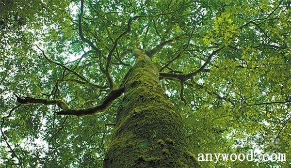 批木网 anywood.com