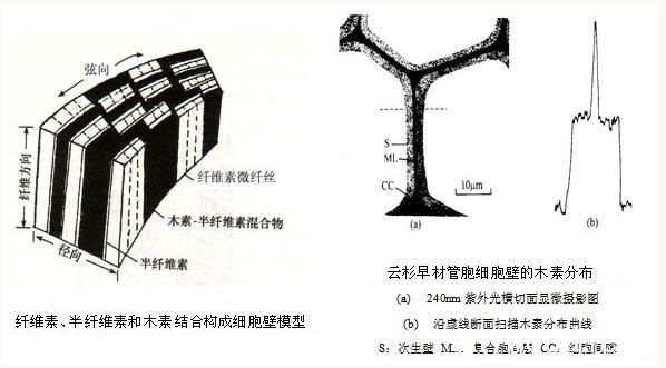 批木网 anywood.com