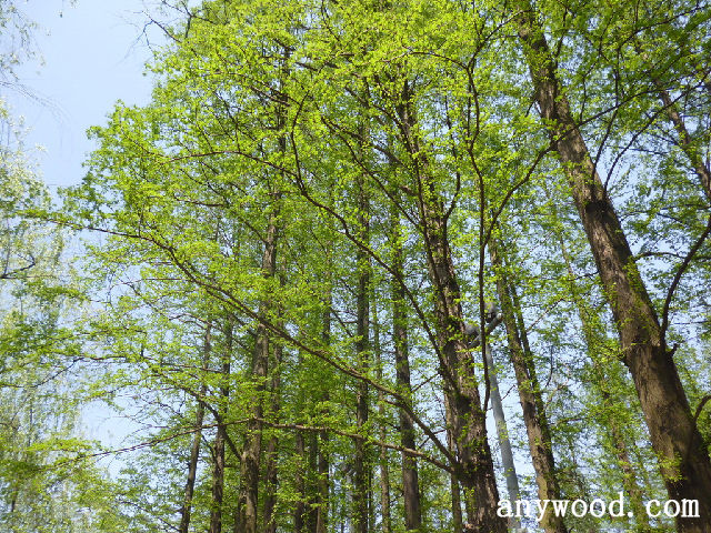 批木网 anywood.com