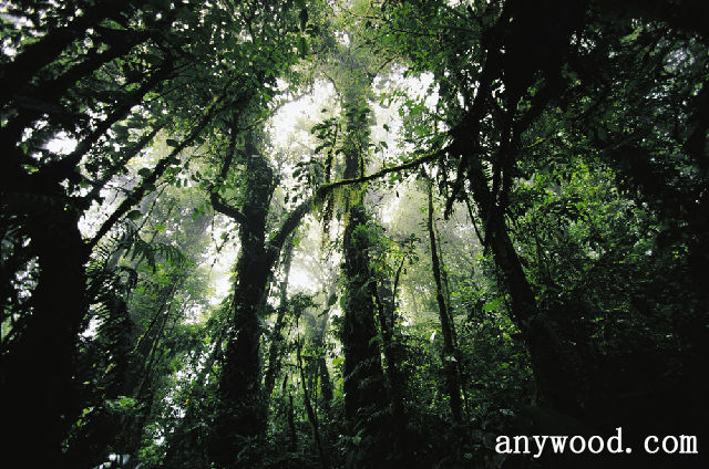 批木网 anywood.com
