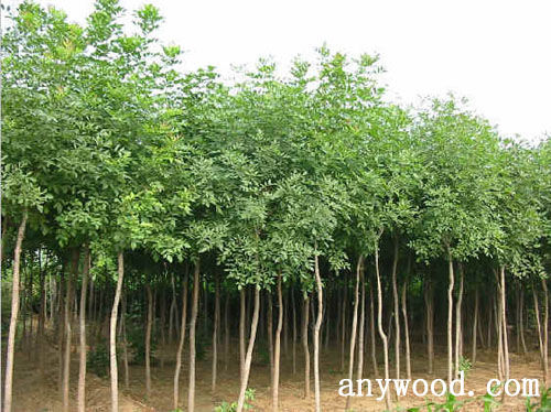 批木网 anywood.com