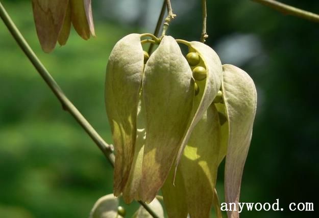 批木网 anywood.com