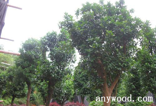 批木网 anywood.com