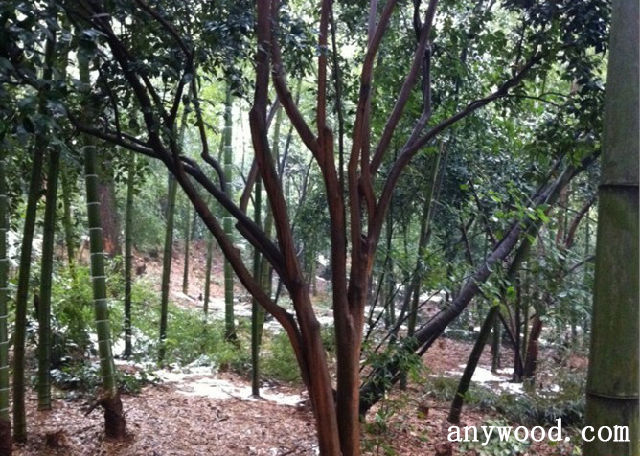 批木网 anywood.com