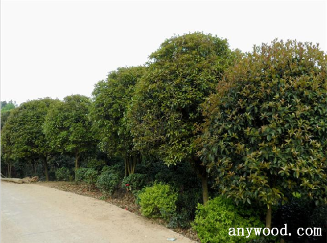批木网 anywood.com