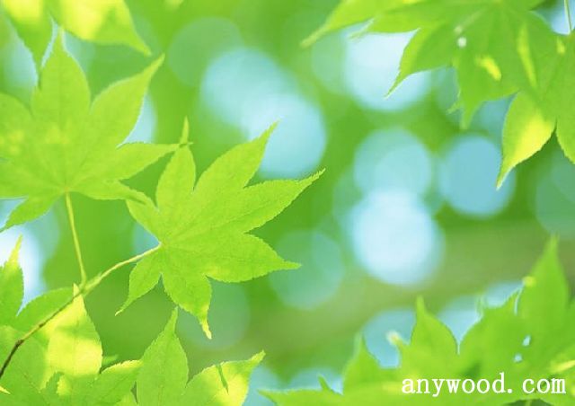 批木网 anywood.com