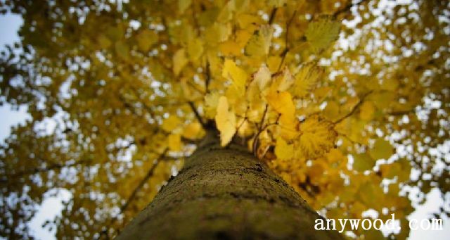 批木网 anywood.com