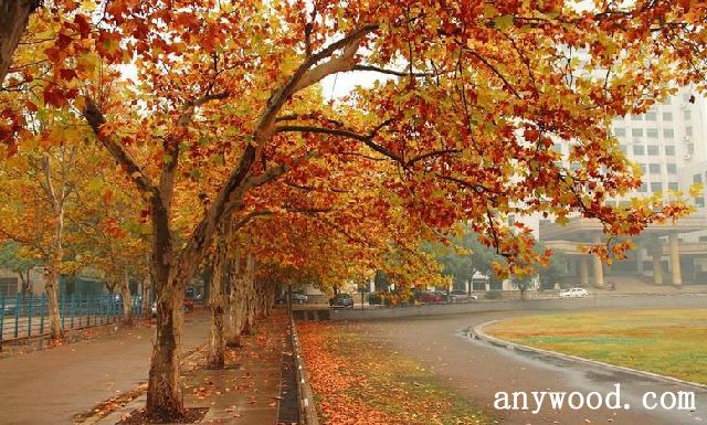 批木网 anywood.com