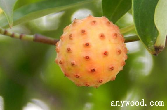 批木网 anywood.com