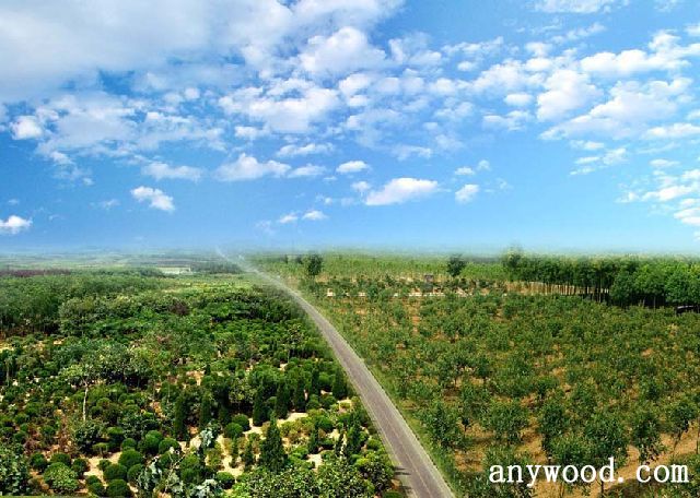 批木网 anywood.com