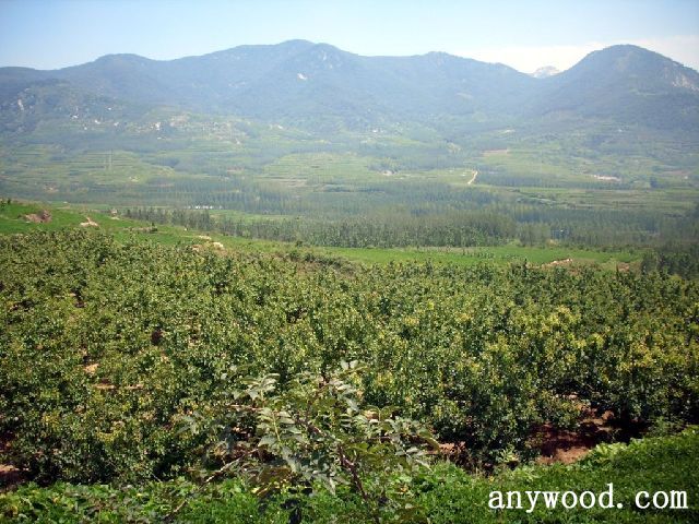 批木网 anywood.com