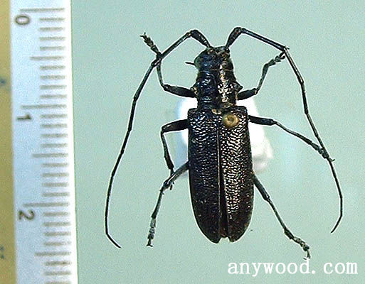 批木网 anywood.com