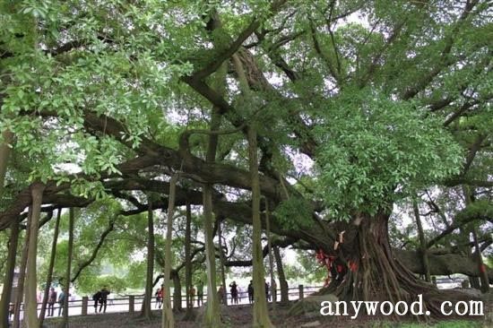 批木网 anywood.com