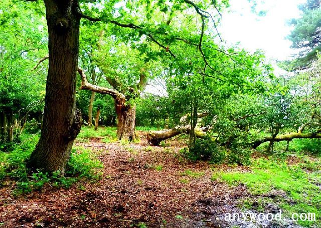 批木网 anywood.com