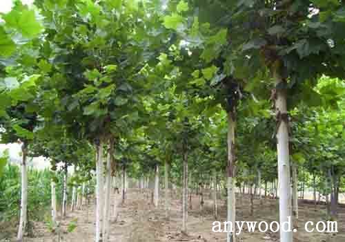 批木网  anywood.com